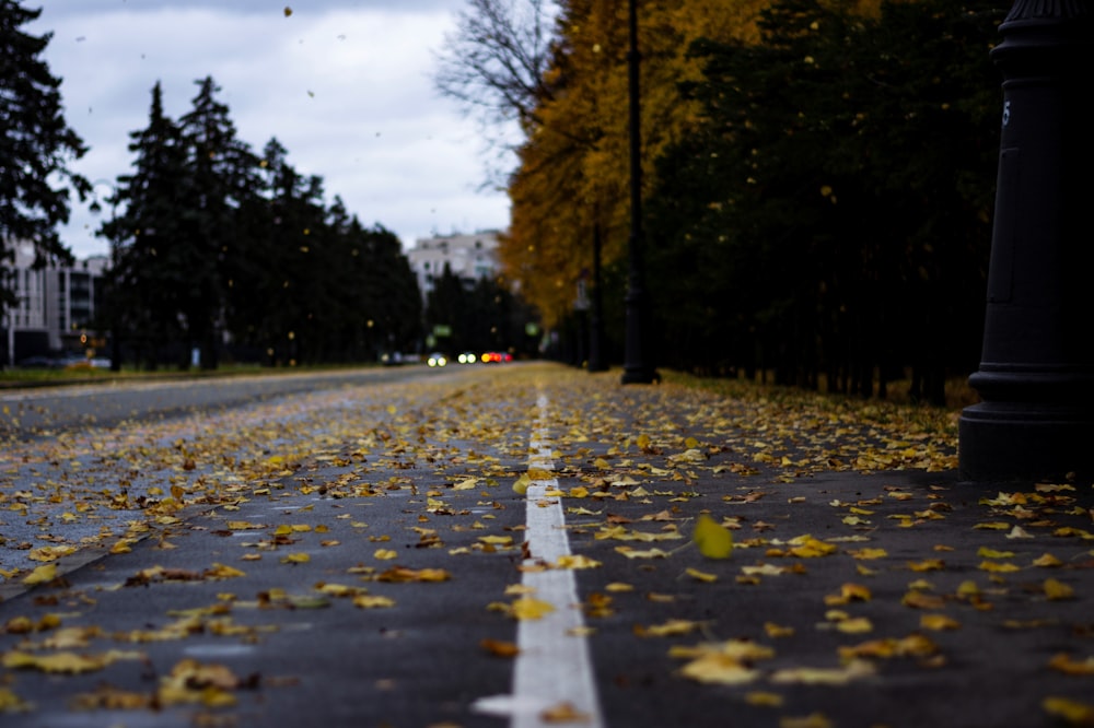 a road with leaves on the side