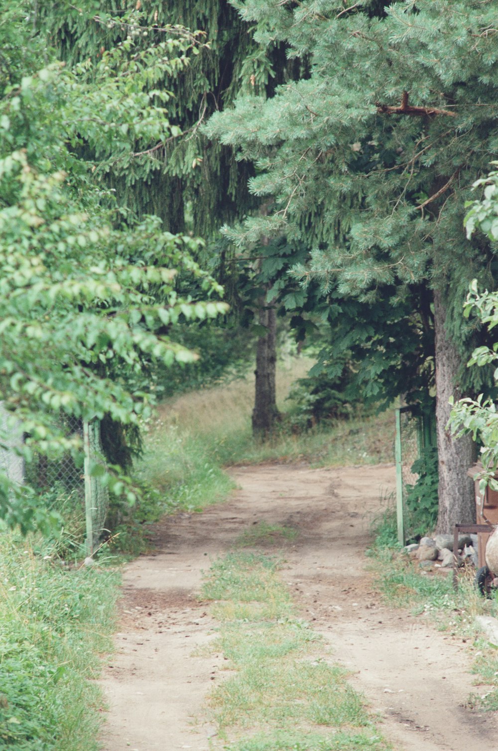 a dirt path through a forest