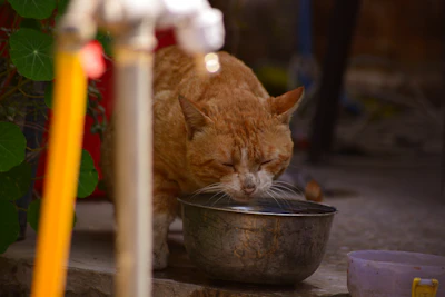 a cat drinking water from a bowl