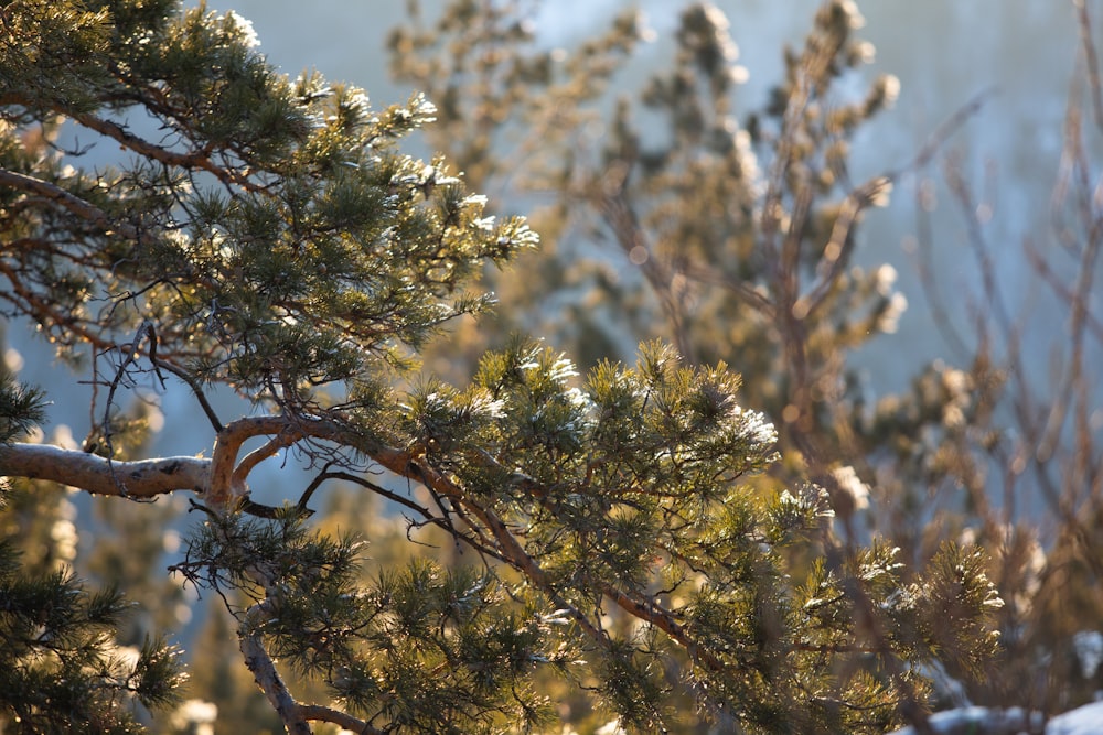 a group of trees with yellow flowers