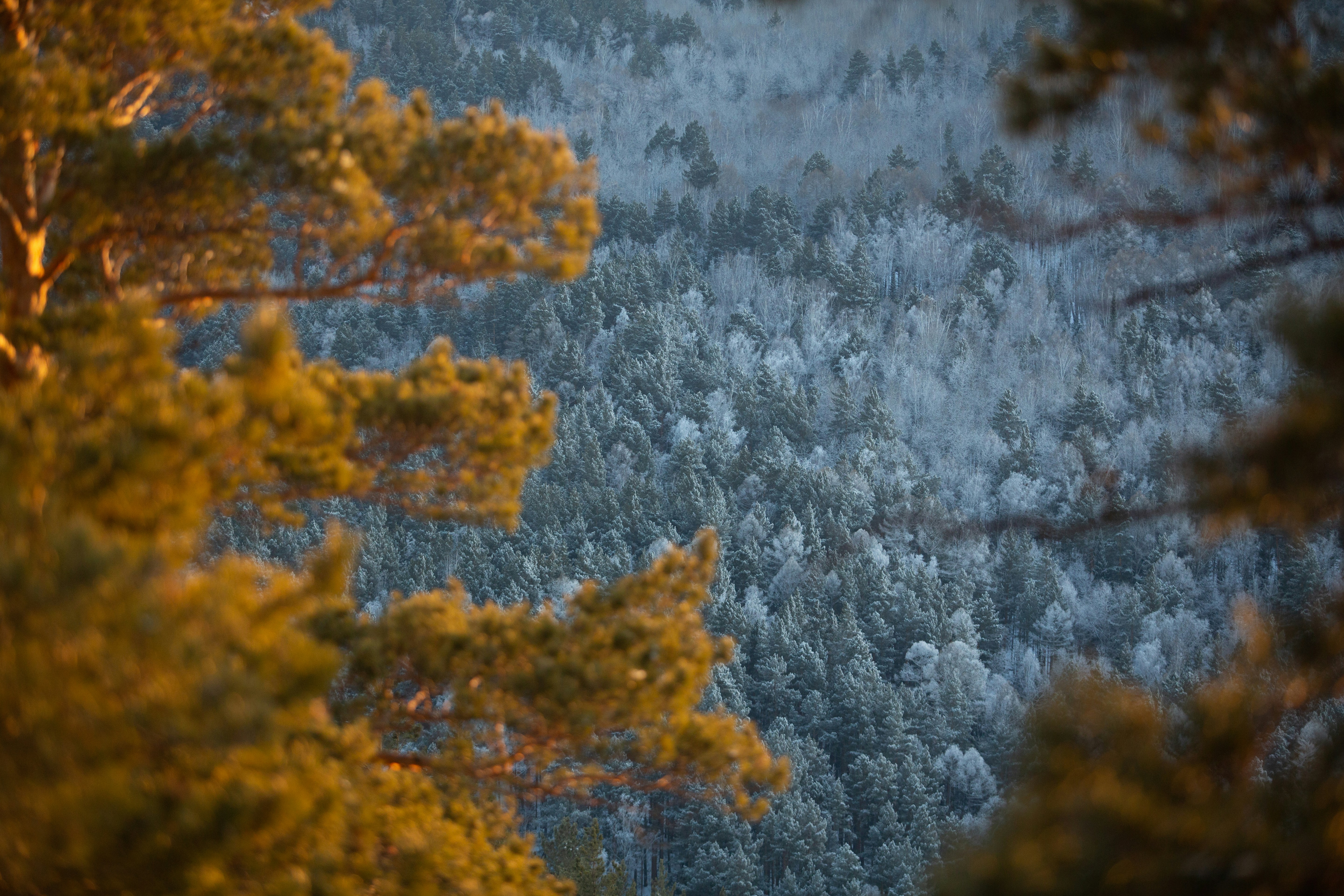 a body of water with trees around it