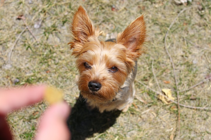 Top Tips for Effective Dog Training: How to Train Your Dog with Positive Reinforcement