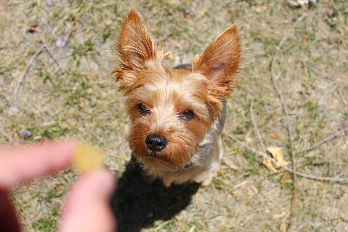 A playful puppy outdoors