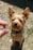A small, brown dog with a fluffy coat and large, alert ears sits attentively on a patch of dried grass. It wears a collar with a name tag. A hand is extended towards the dog in the foreground, holding a treat.