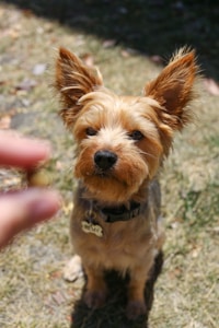 A small, brown dog with a fluffy coat and large, alert ears sits attentively on a patch of dried grass. It wears a collar with a name tag. A hand is extended towards the dog in the foreground, holding a treat.