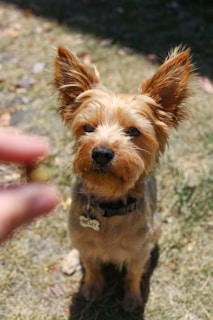 A small, brown dog with a fluffy coat and large, alert ears sits attentively on a patch of dried grass. It wears a collar with a name tag. A hand is extended towards the dog in the foreground, holding a treat.