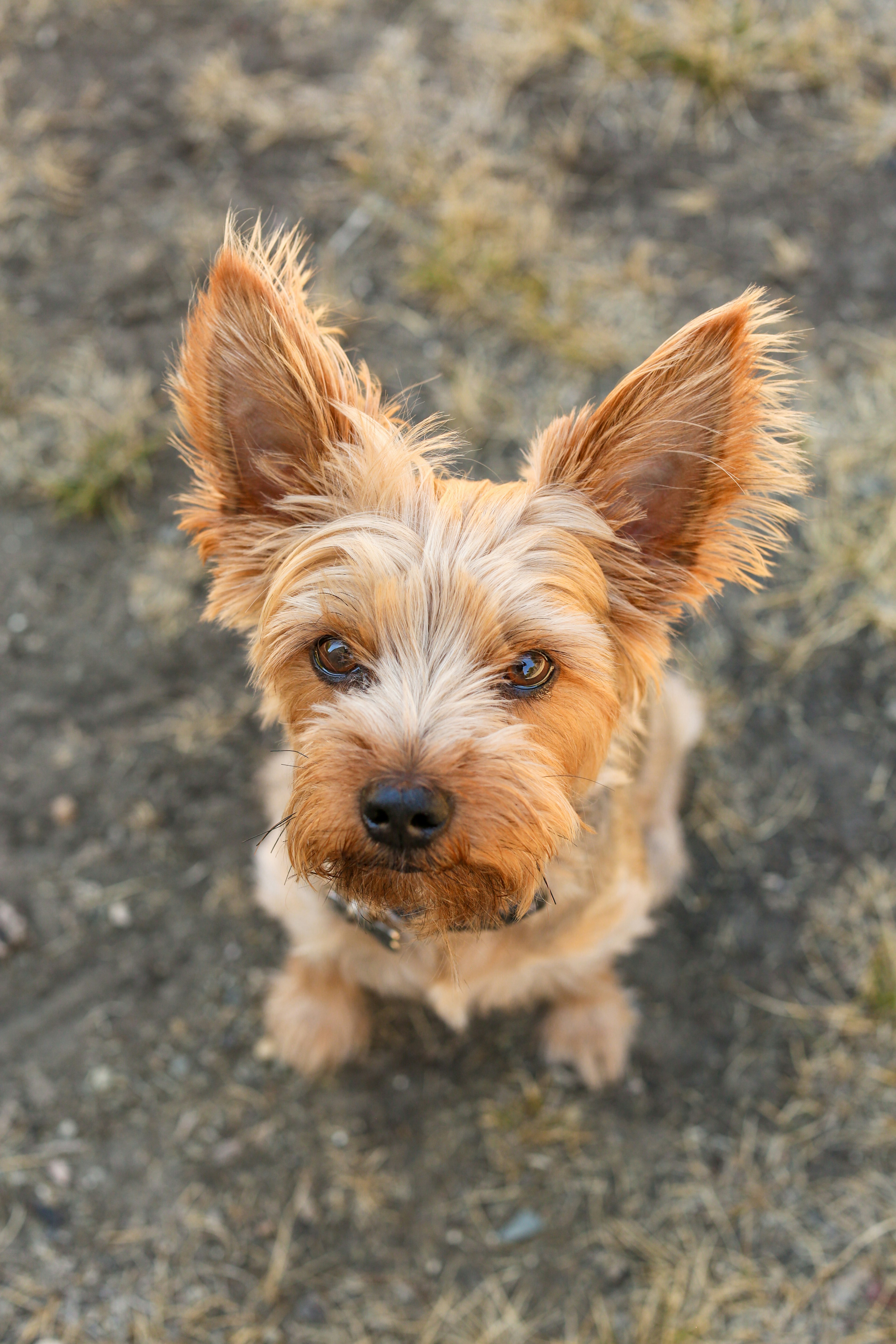 a Aussie Terrier dog sitting on the ground