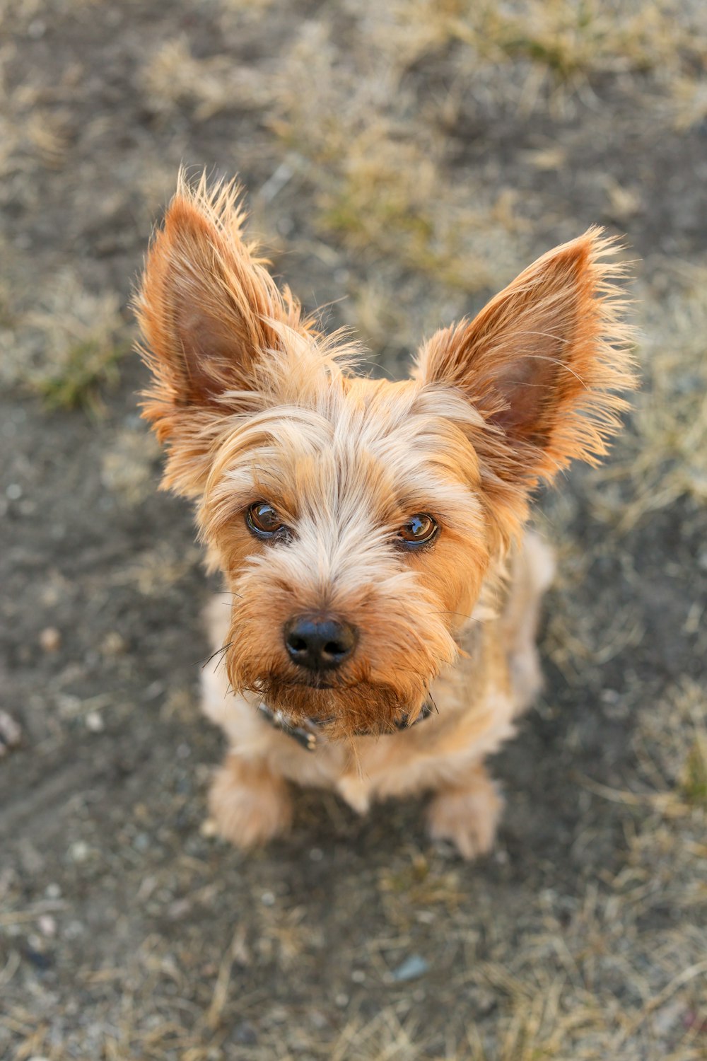 a dog sitting on the ground