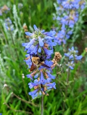 A vibrant beehive surrounded by blooming flowers.