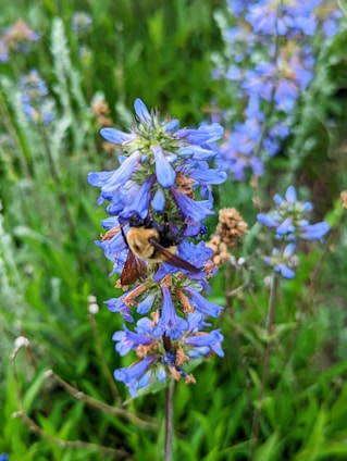 A vibrant beehive surrounded by blooming flowers.