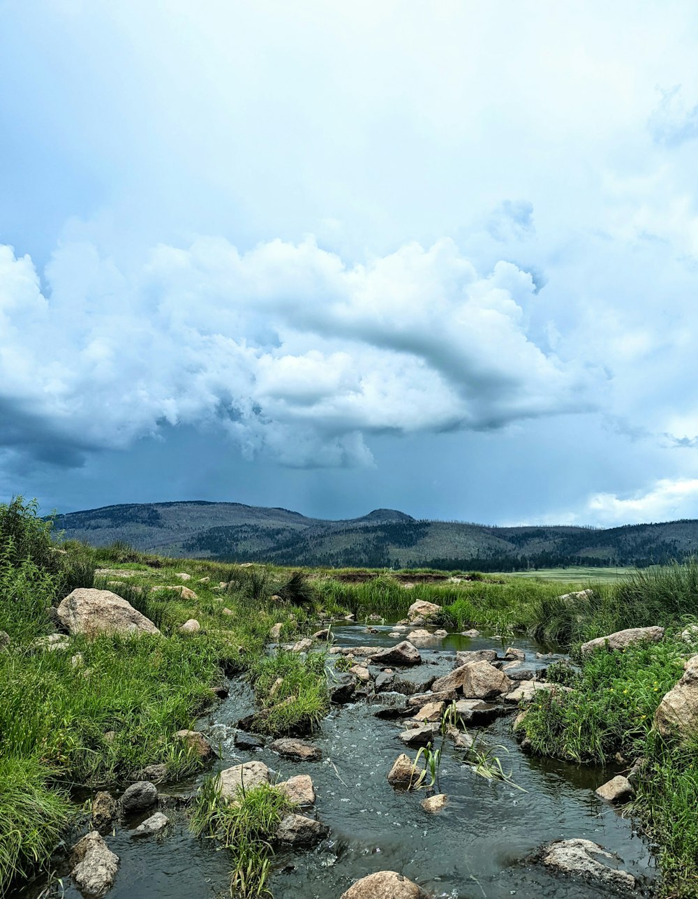 a stream with rocks and grass