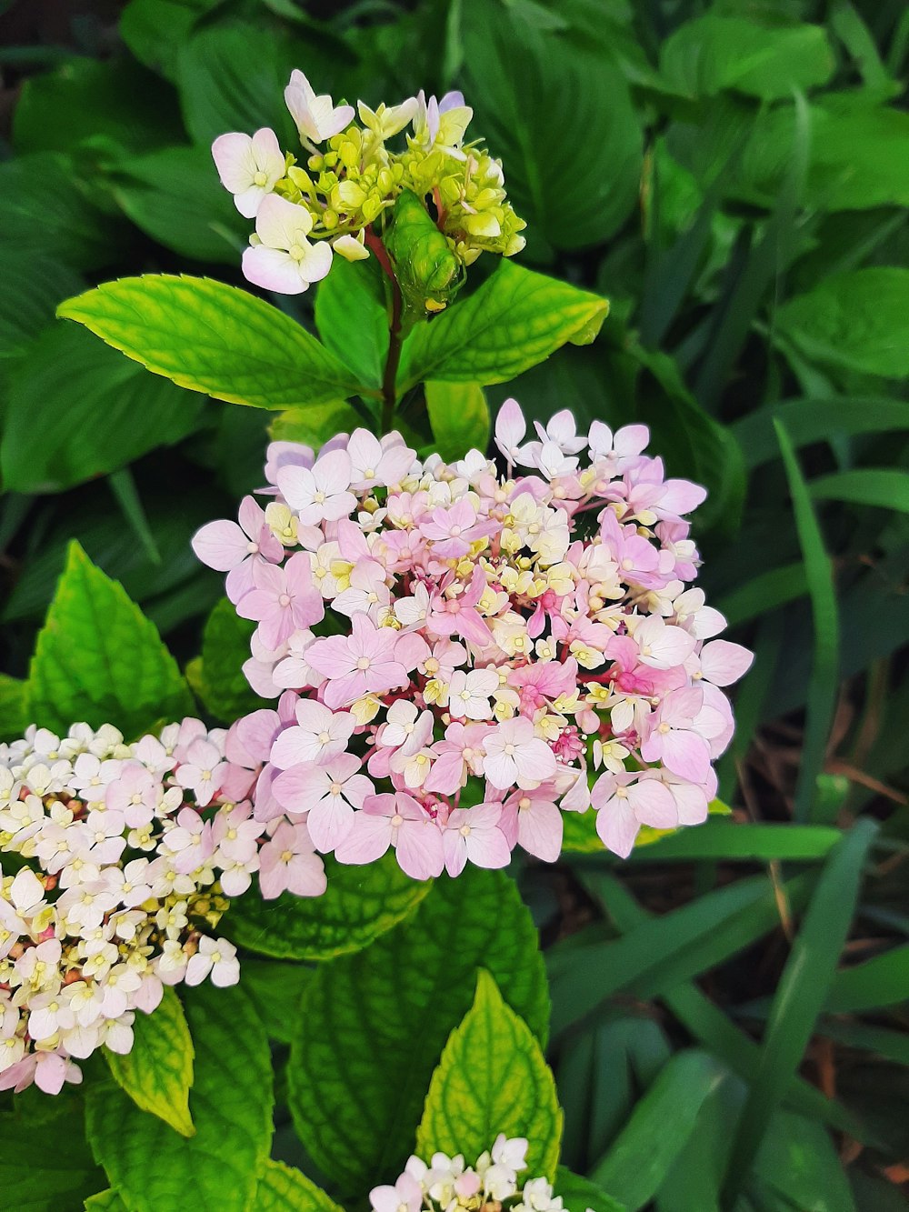 a group of flowers