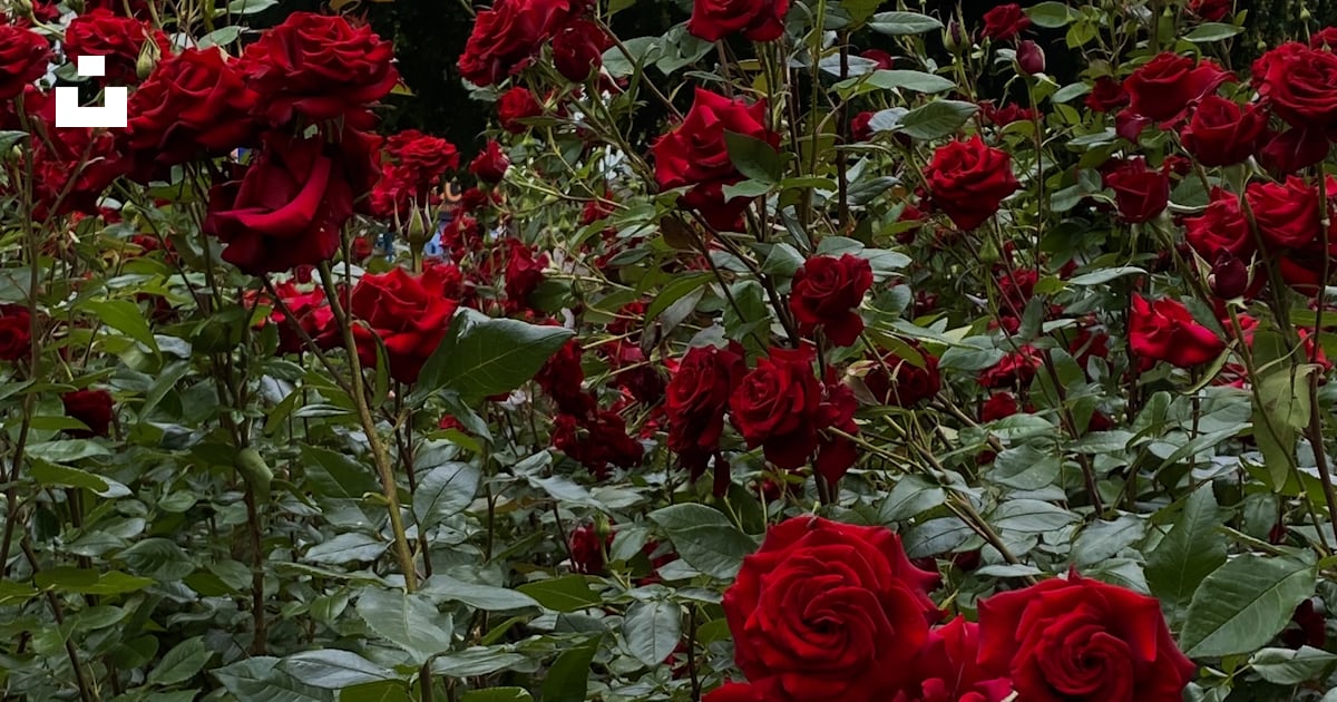 Un buisson de roses rouges photo – Photo Fleur Gratuite sur Unsplash