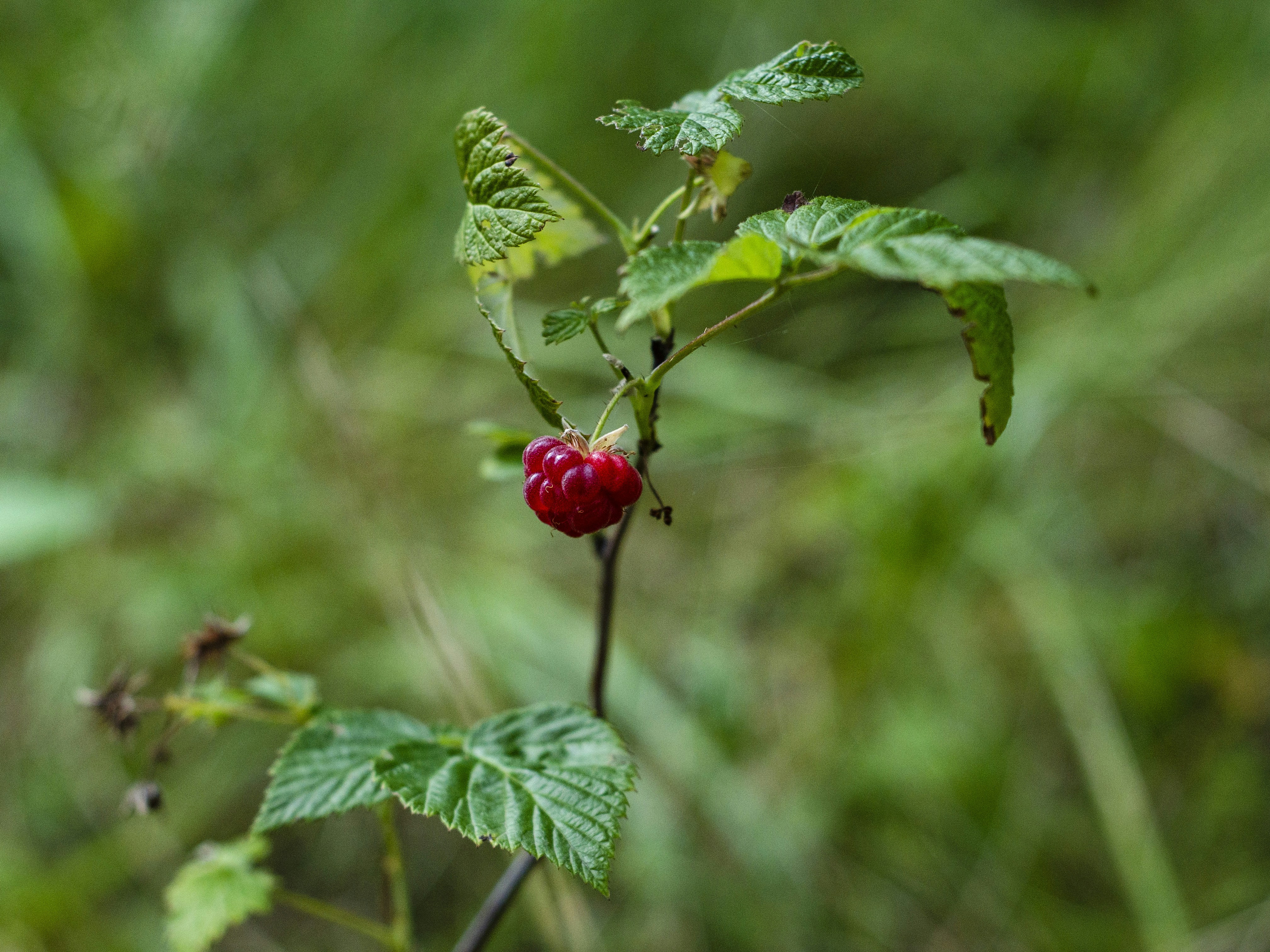 Photo by indi_grunge