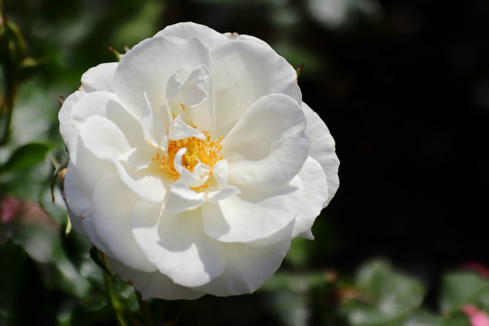 a white flower with a yellow center