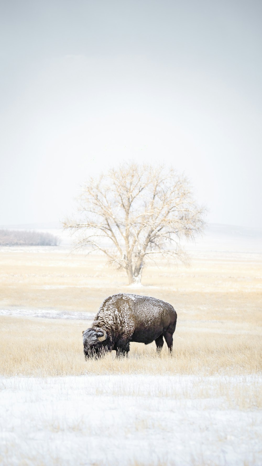 a bison in a field