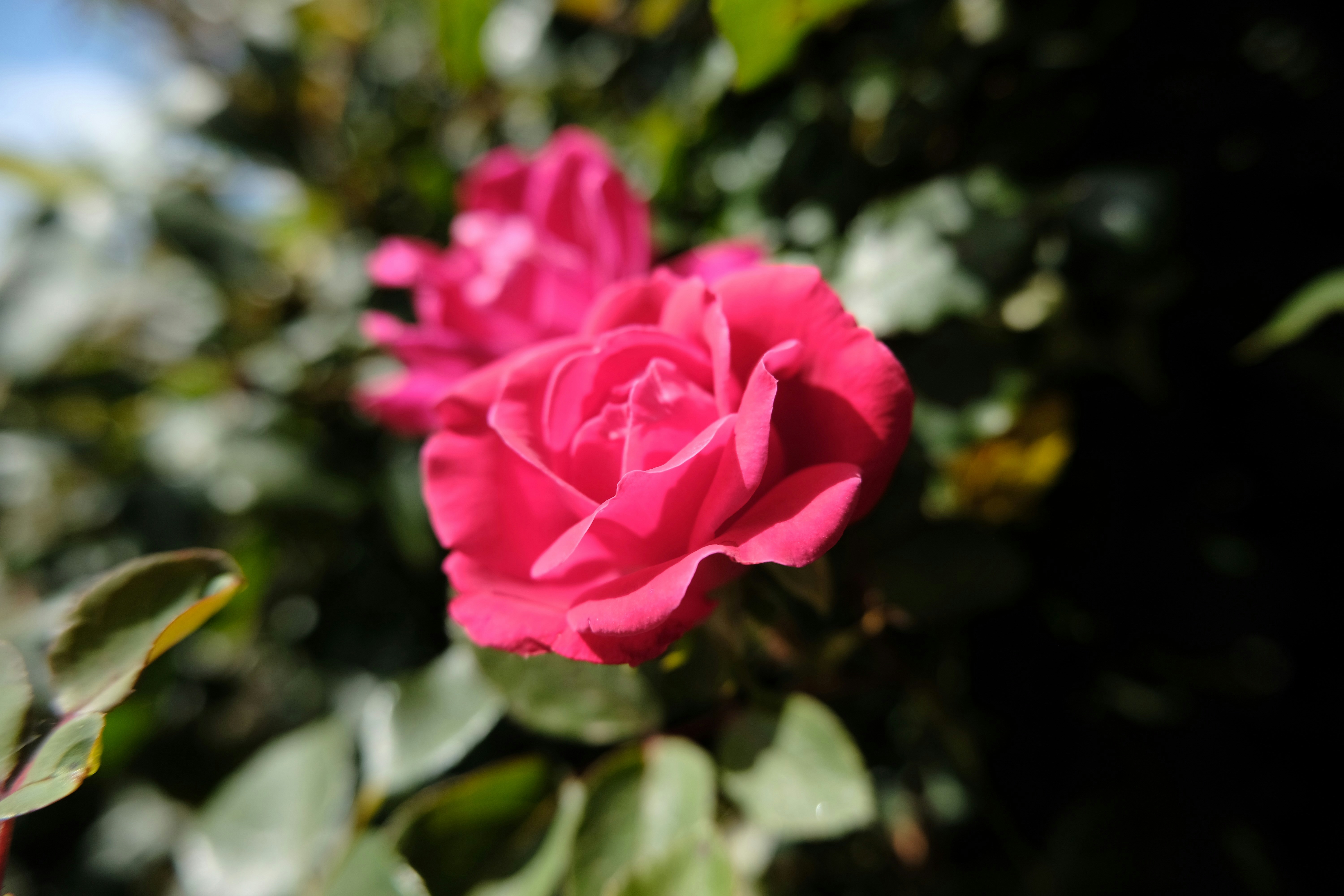 Photo by btcarpenter