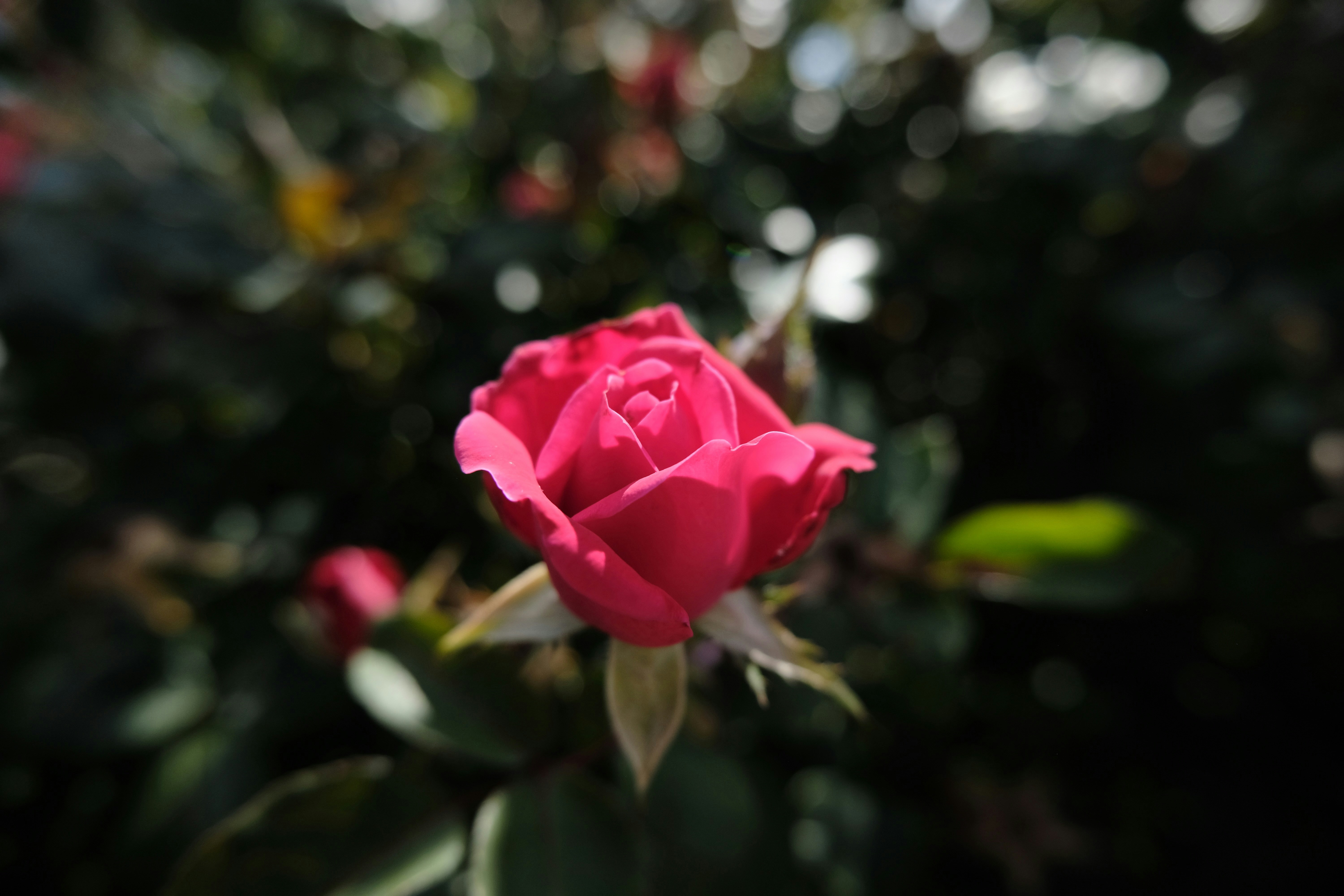 Photo by btcarpenter