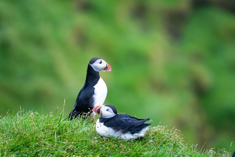 Un par de pájaros se sientan en la hierba