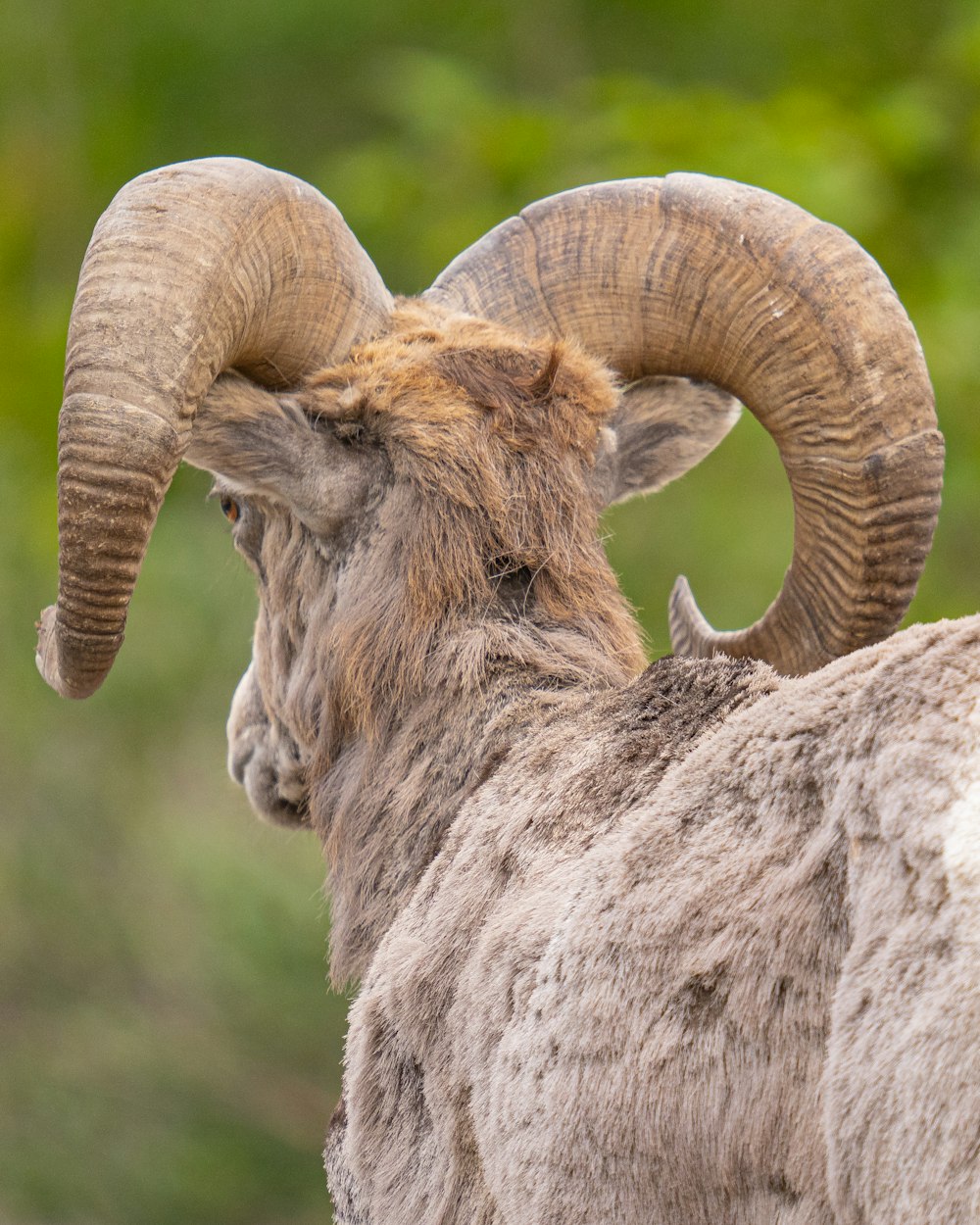 a ram with horns