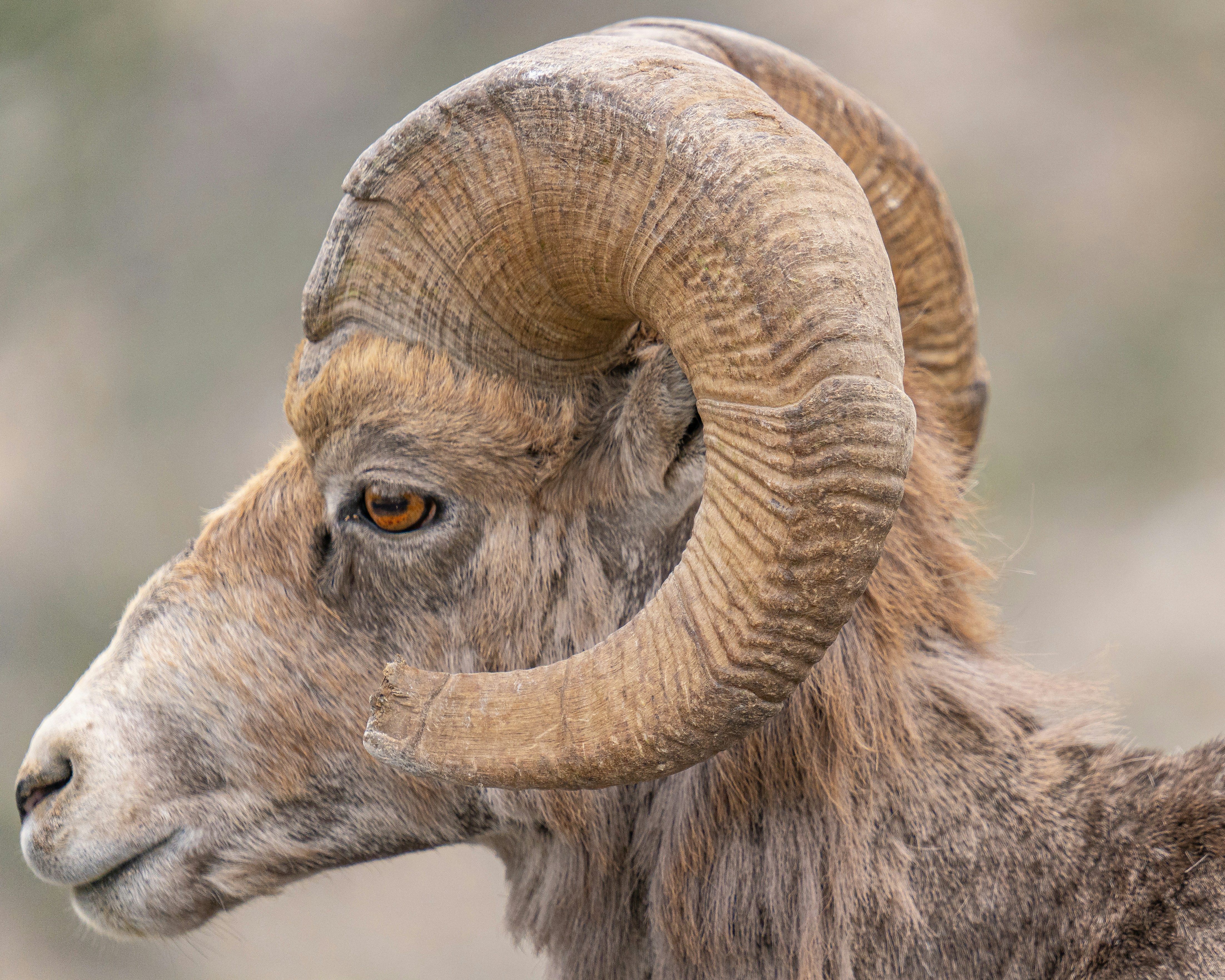 The portrait of a giant-horn goat.