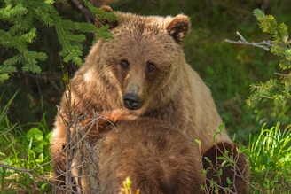 A brown bear rests in a lush green forest, surrounded by branches and leaves. Sunlight filters through the trees, highlighting the bear's fur and creating a serene atmosphere.