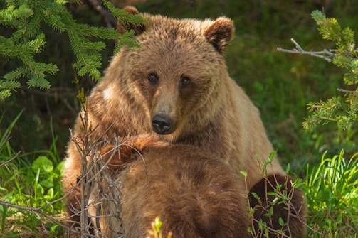 A brown bear rests in a lush green forest, surrounded by branches and leaves. Sunlight filters through the trees, highlighting the bear's fur and creating a serene atmosphere.