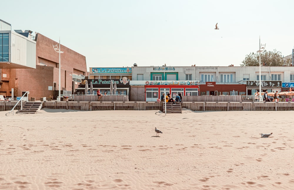 a sandy beach with buildings and a few birds