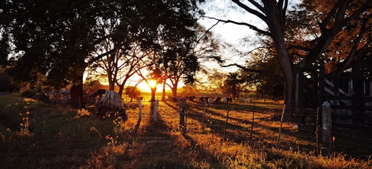 A serene rural scene captures the warm glow of a sunset filtering through the branches of tall trees. The light casts long shadows across a fenced meadow where cattle graze peacefully. The rustic setting includes an old wooden gate partially visible to the right, and the golden hue of the grass complements the peaceful atmosphere.