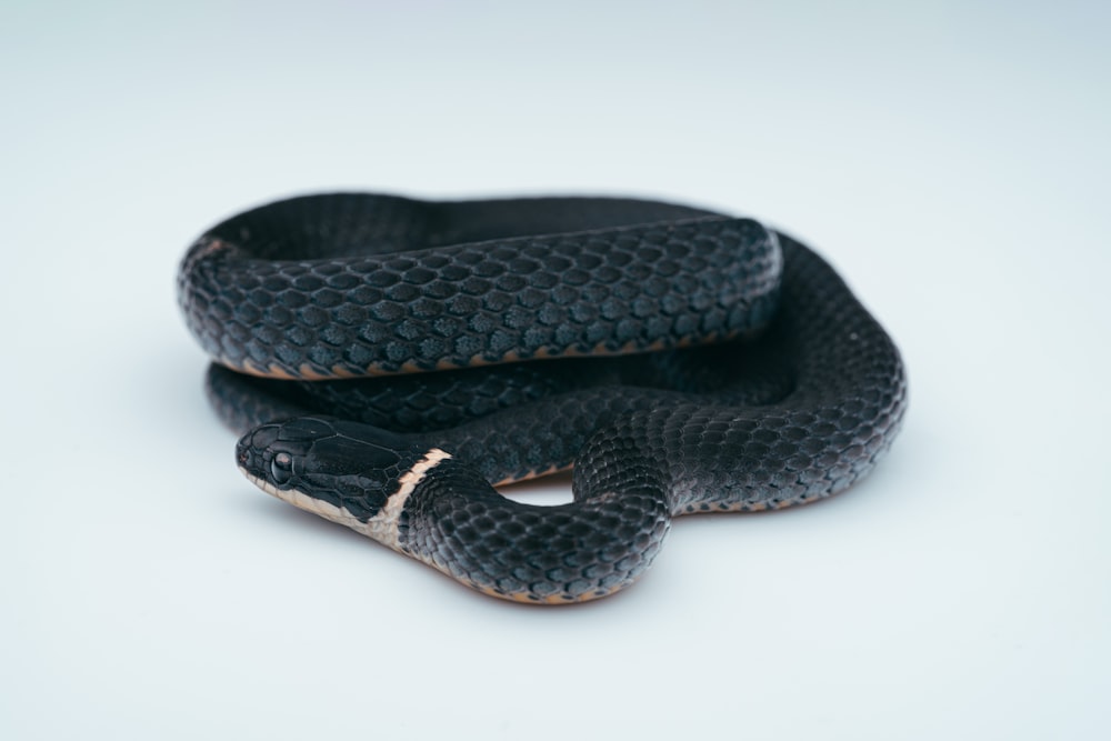 a black and grey snake