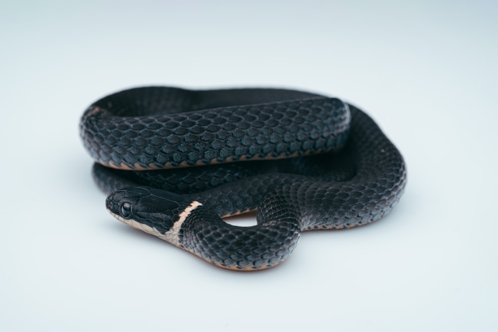 un serpent noir et gris