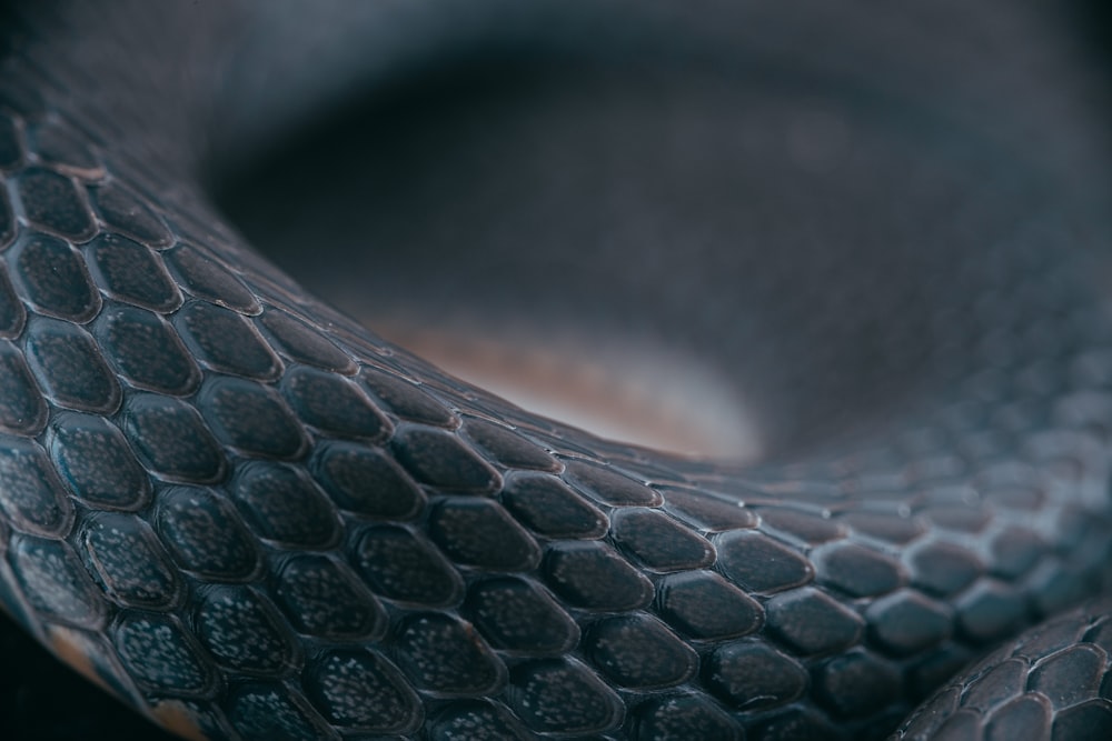 a snake slithering on a surface