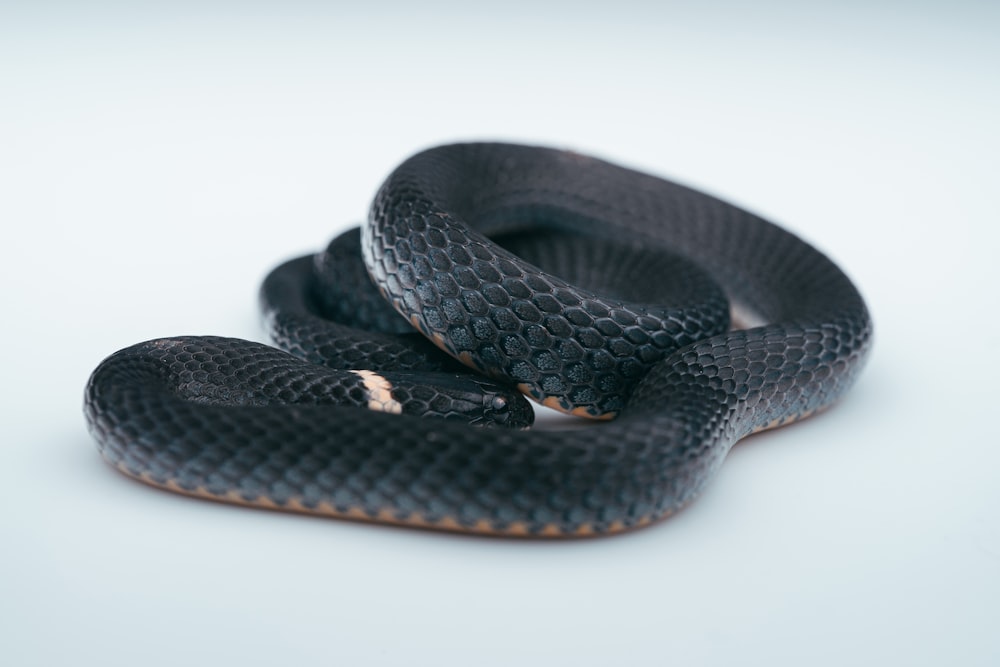 Un zapato blanco y negro