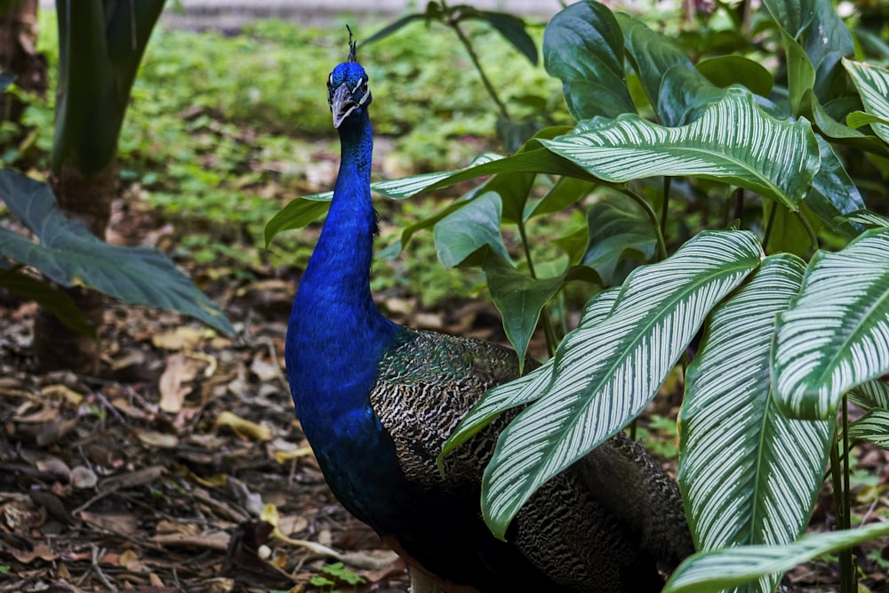 a peacock in a garden