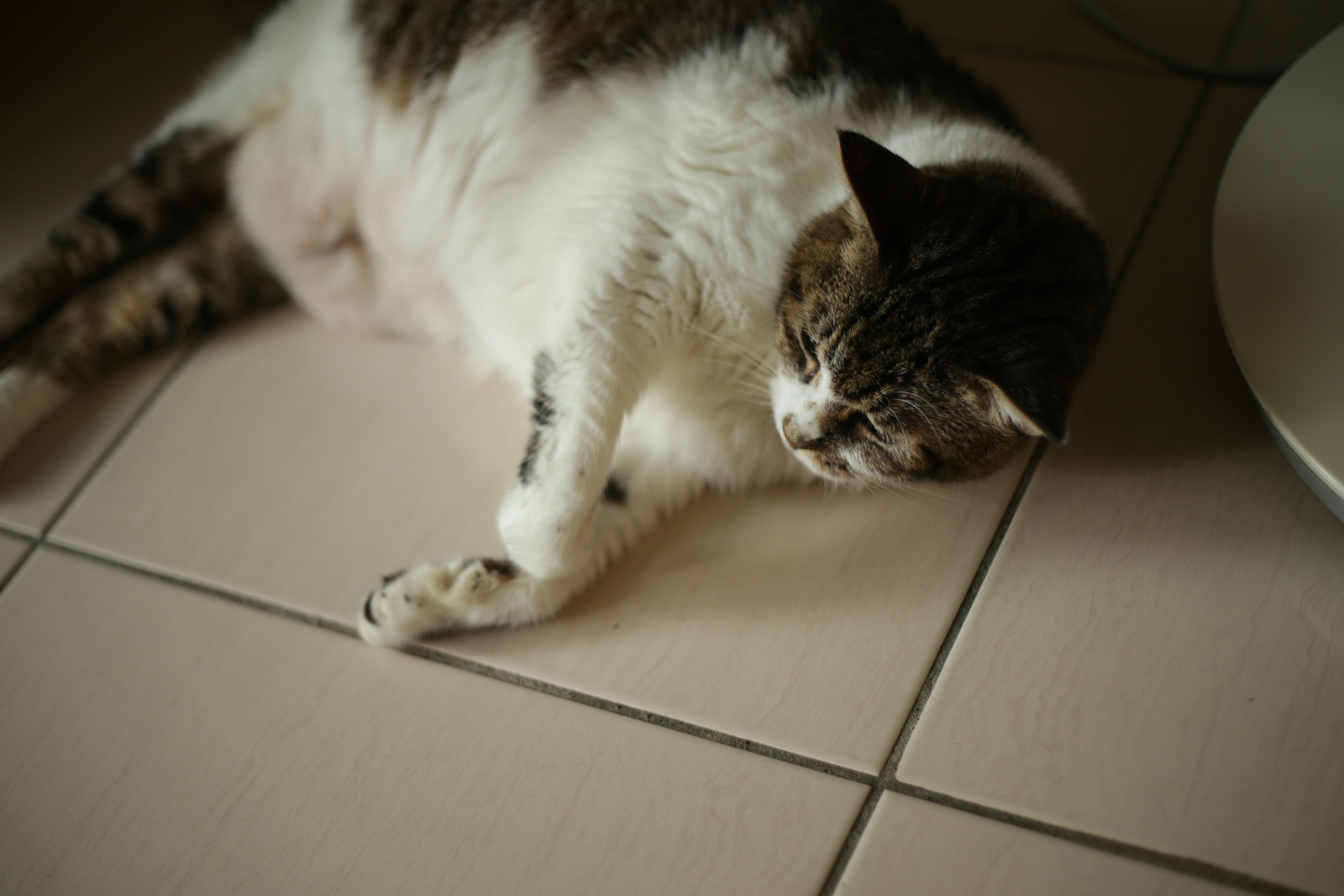 Showing You Their Belly (image credits: unsplash)