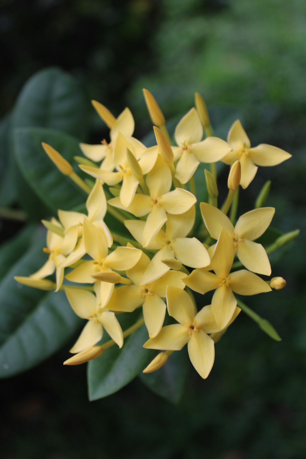 a close up of a plant