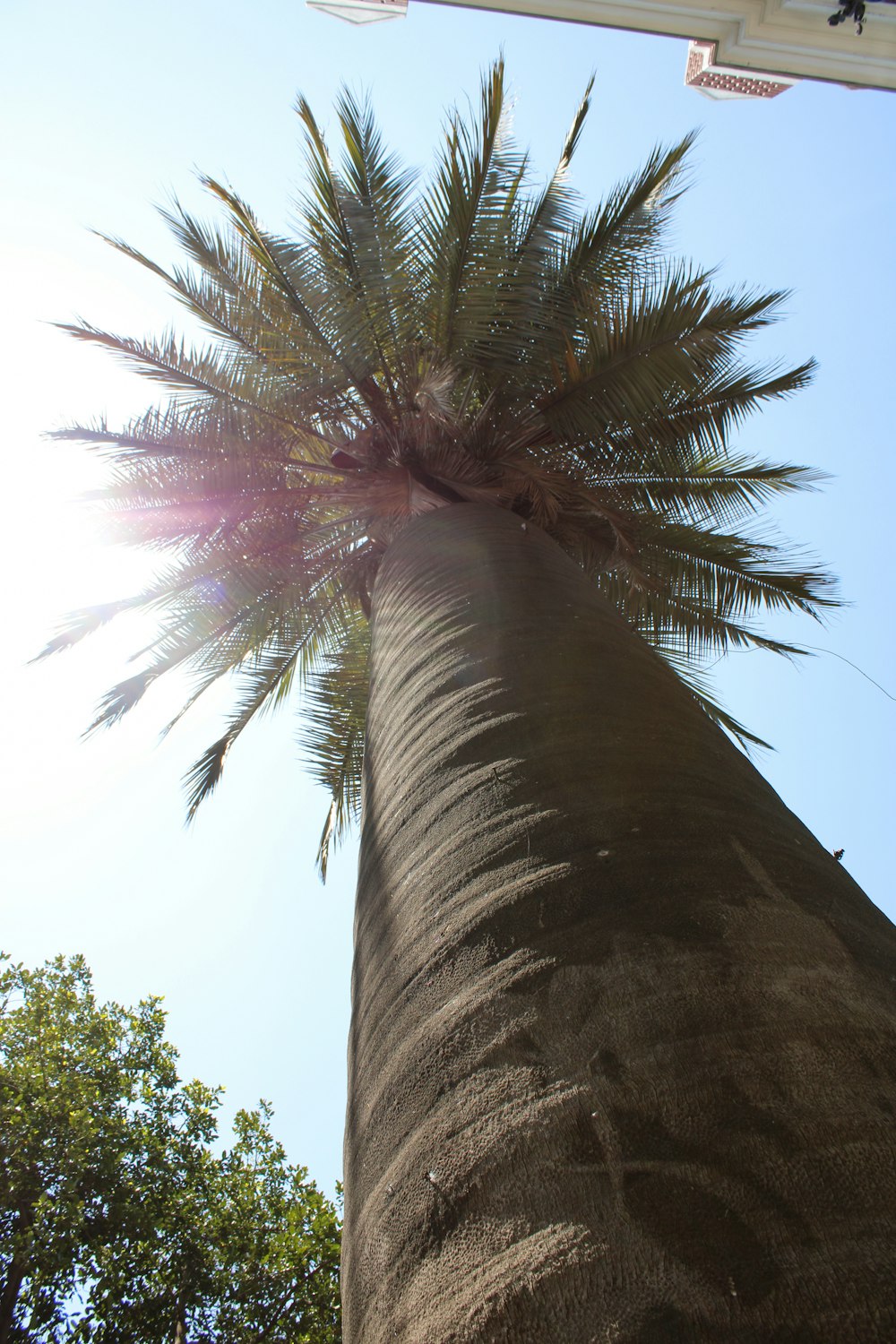 a palm tree with a blue sky