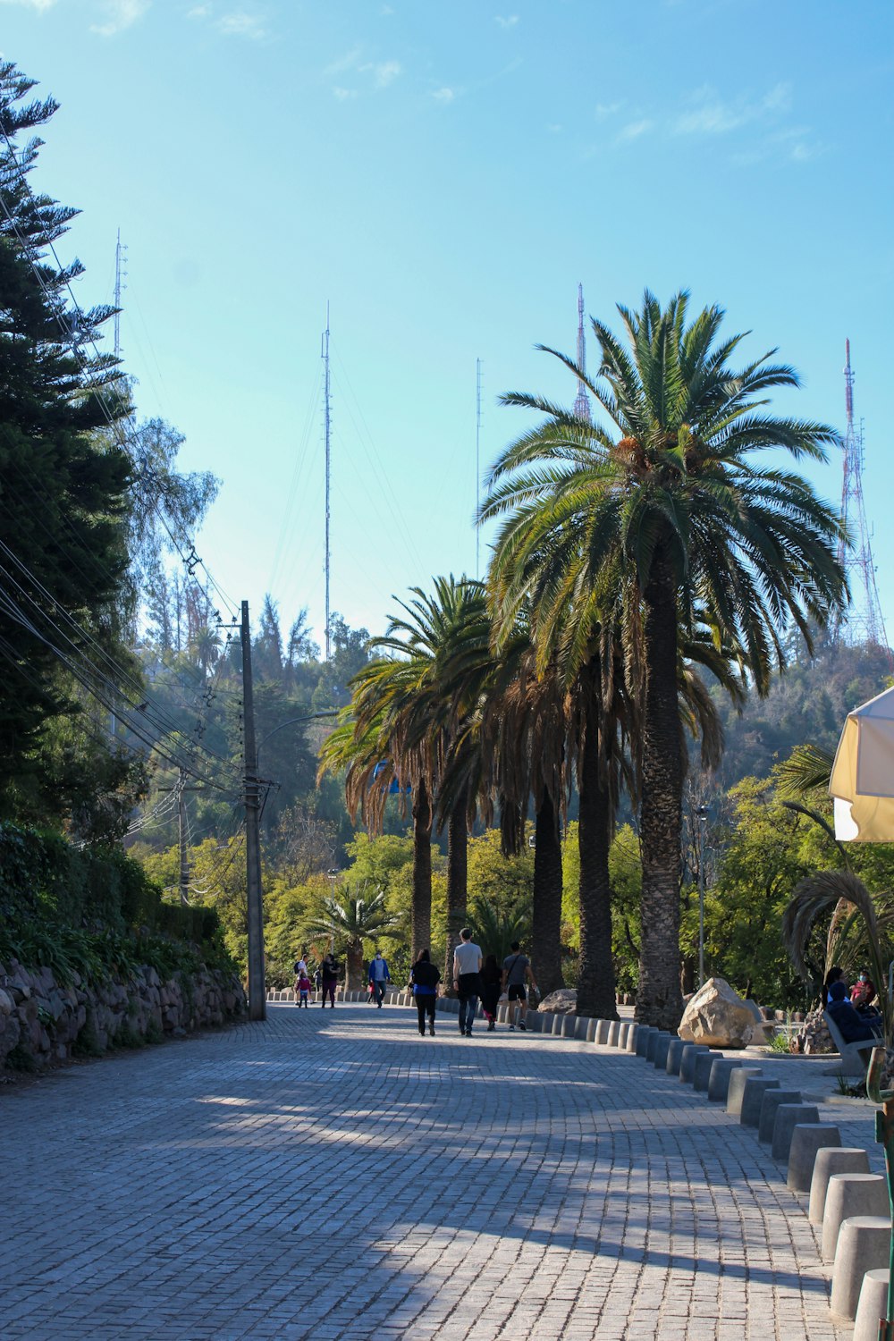 a group of people walking on a path between palm trees