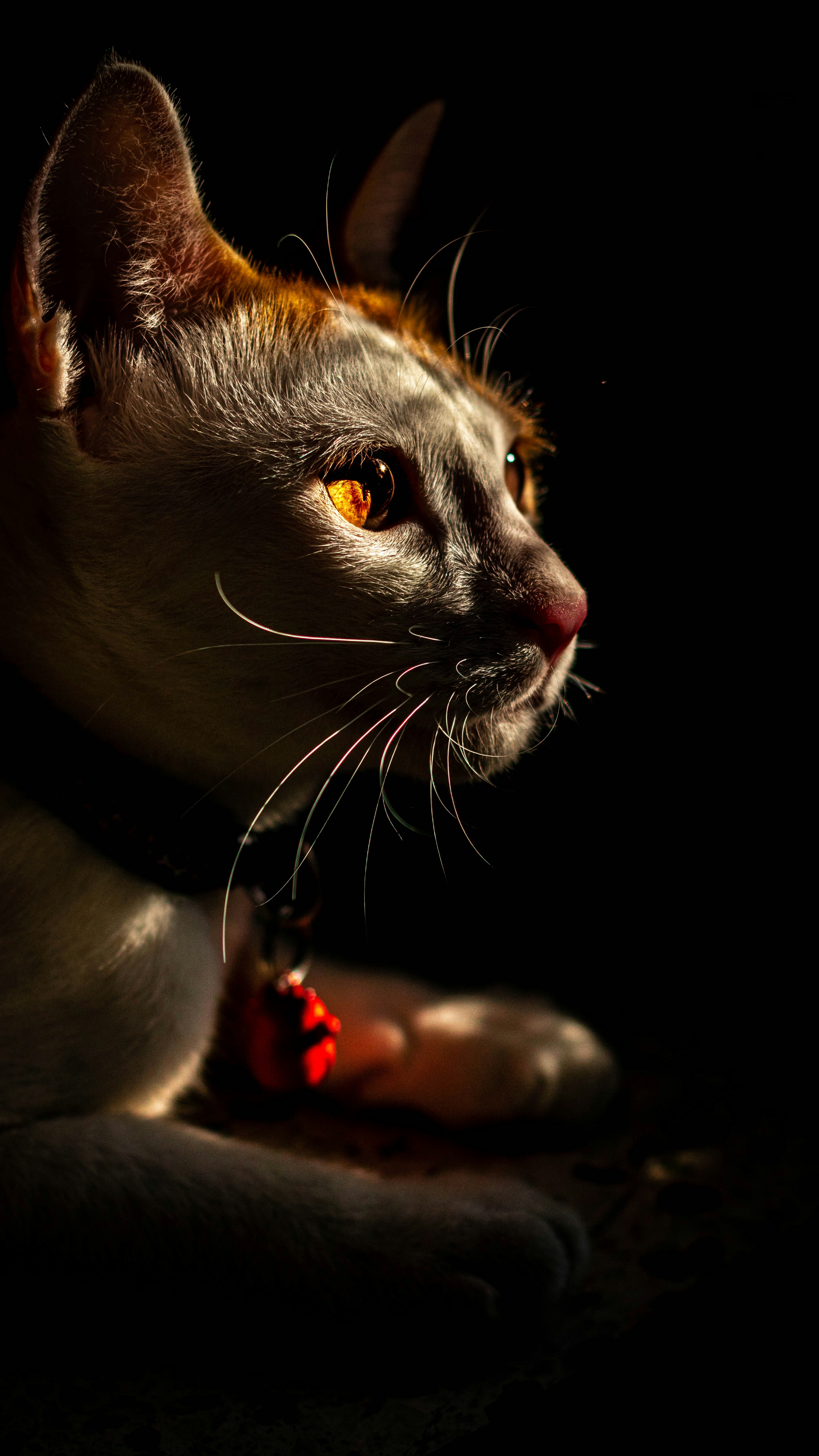 a cat with a toy