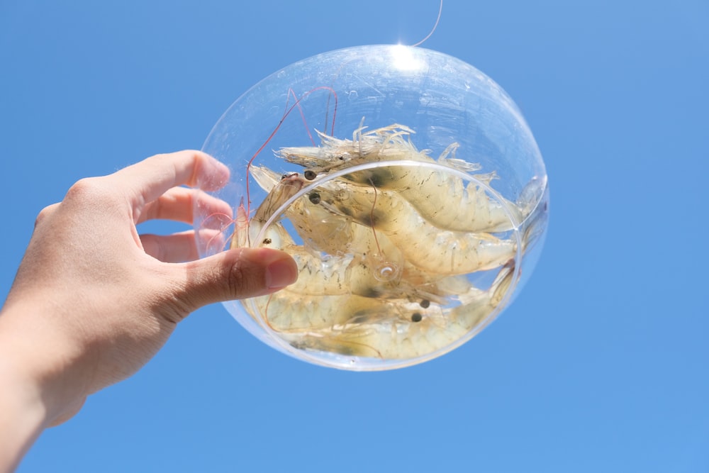 a hand holding a fish