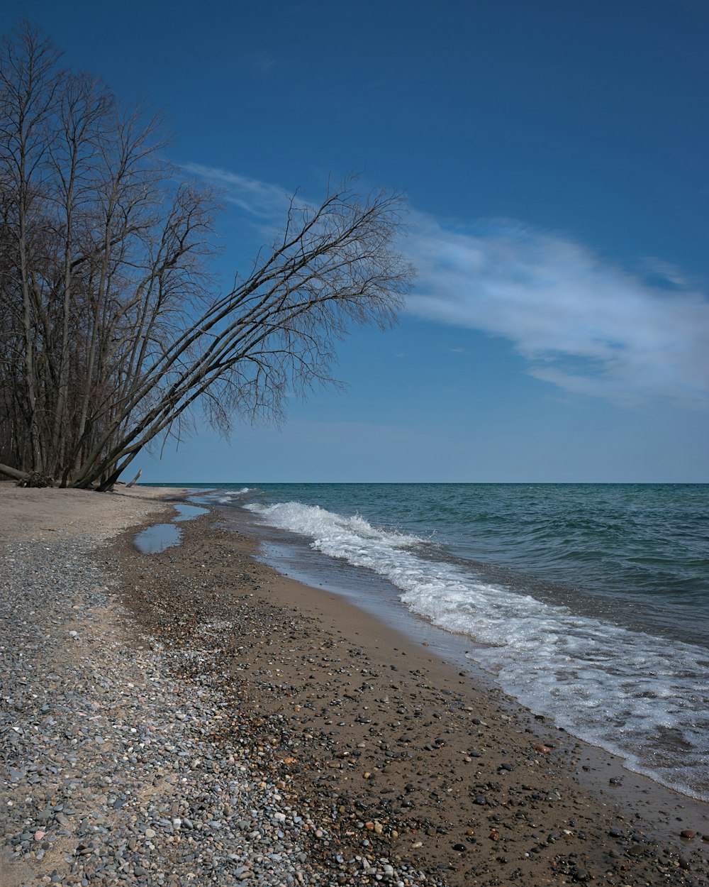 a beach with trees and water