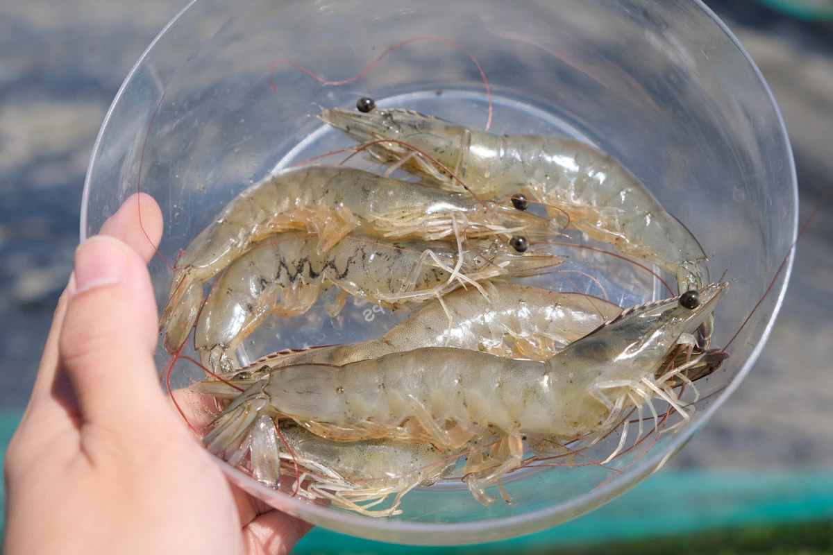 Crevettes blanches crues dans un bol transparent