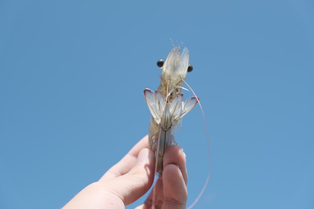 una mano che tiene un piccolo fiore bianco