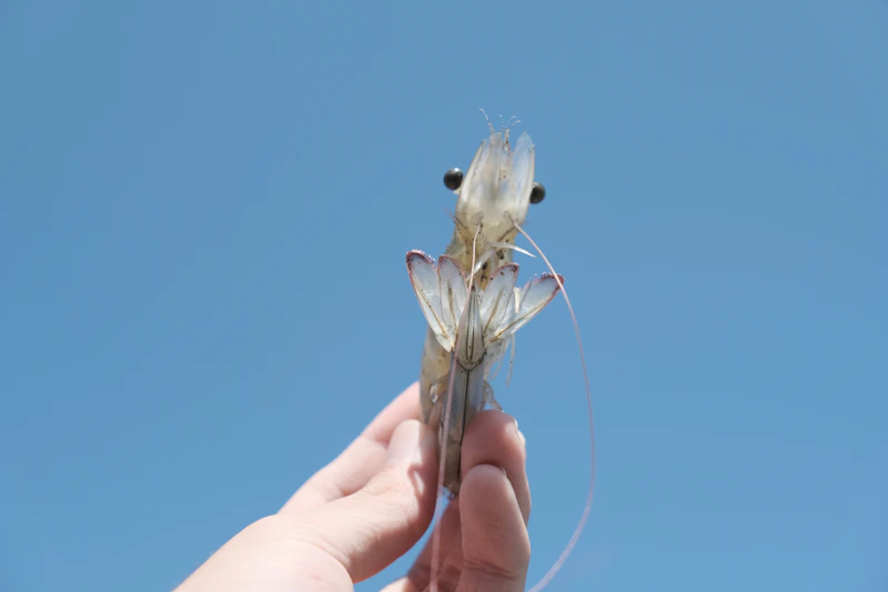 Tiger Pistol Shrimp (Alpheus bellulus)