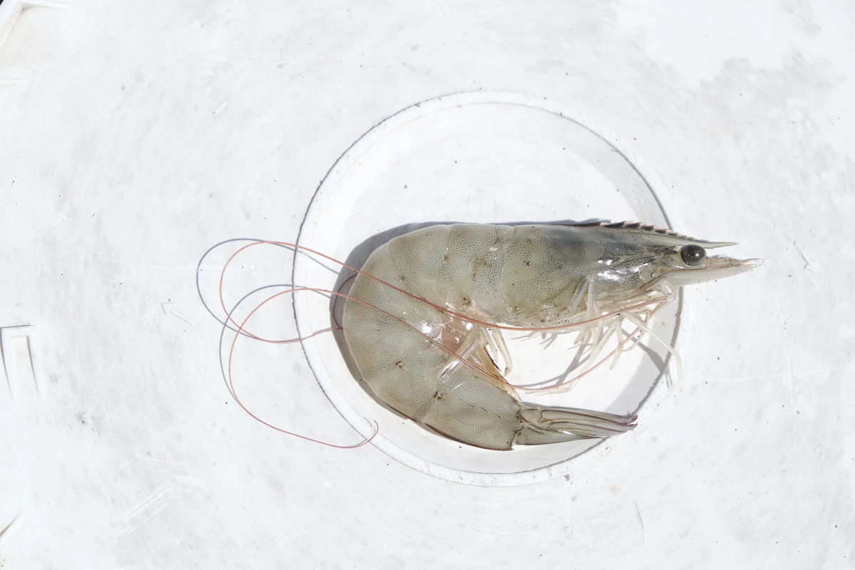 Crevettes vivantes CamargAqua