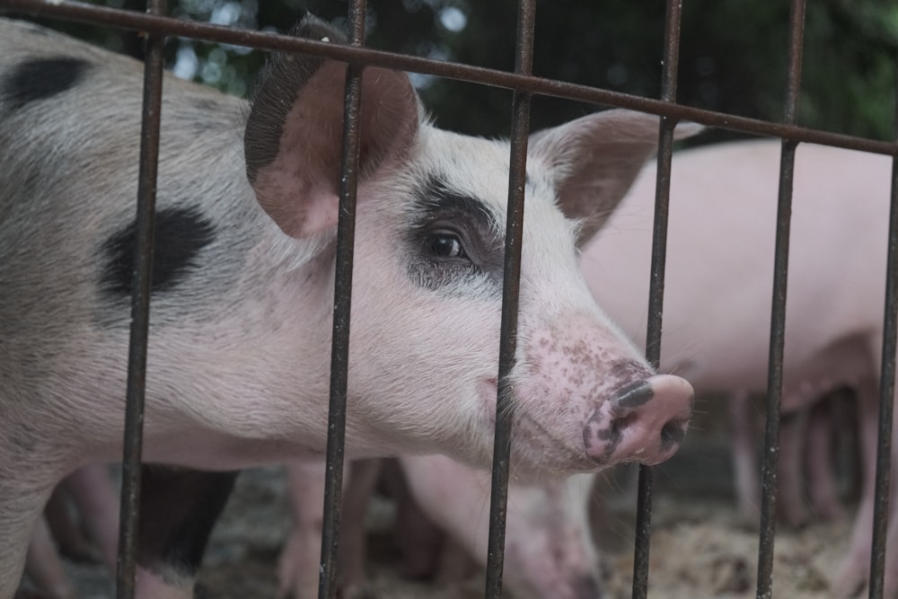 a close-up of a pig