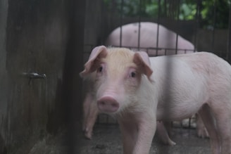 A piglet is inside a pen, standing on a concrete floor. It has a pinkish-white coat and is looking directly at the camera. Another larger pig is visible in the background, lying down. The setting appears to be an enclosed farm area with metal bars.
