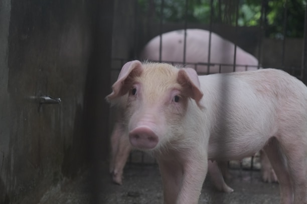 A piglet is inside a pen, standing on a concrete floor. It has a pinkish-white coat and is looking directly at the camera. Another larger pig is visible in the background, lying down. The setting appears to be an enclosed farm area with metal bars.