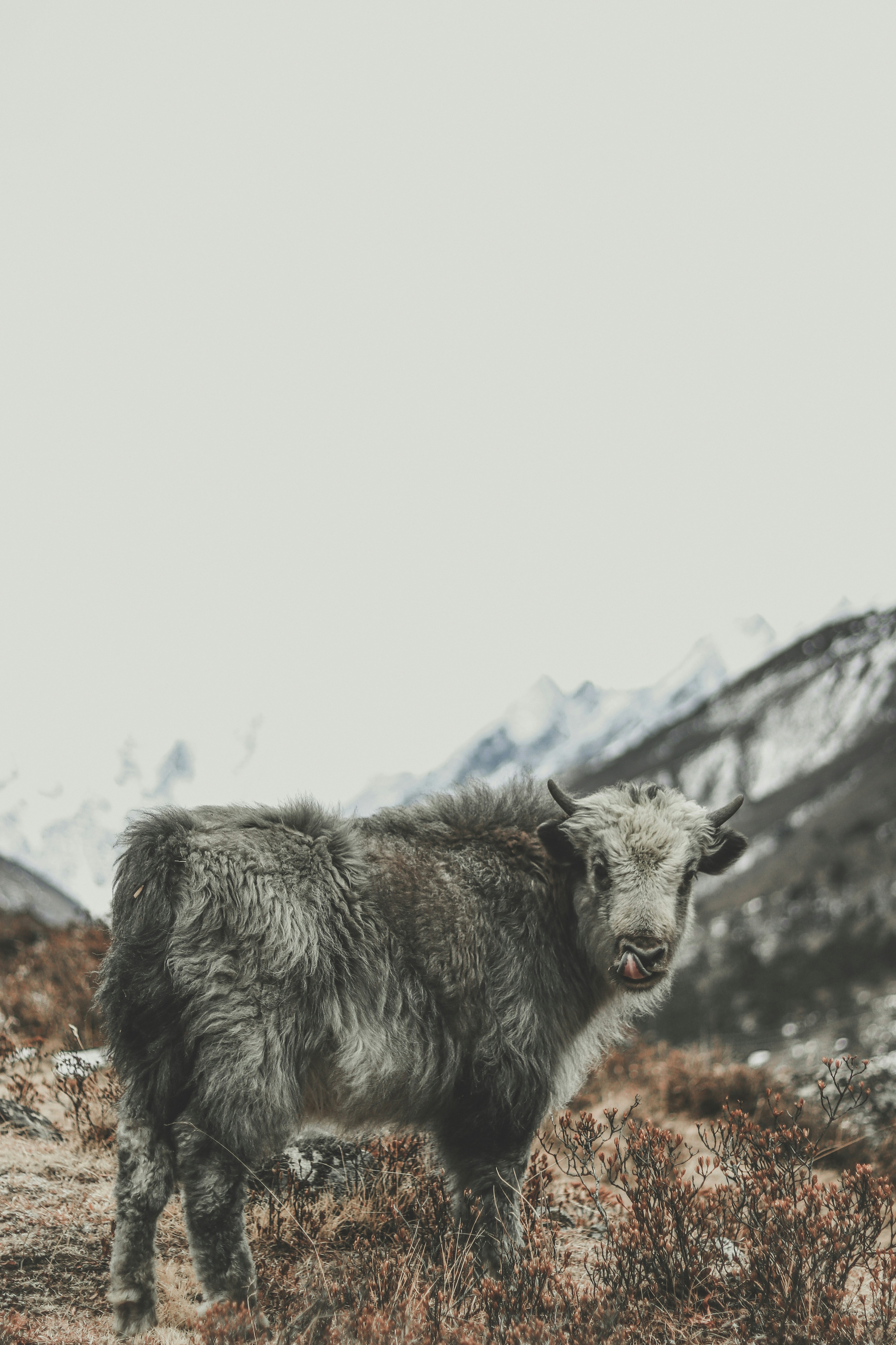 Photo by samrat_khadka