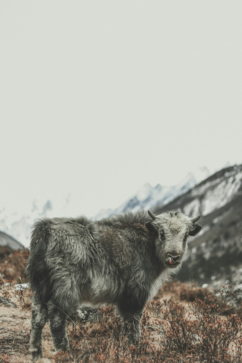 a wolf standing in a field